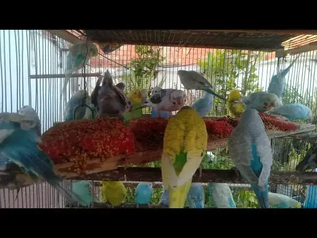 'Video thumbnail for Budgie Besties in Love 💕🐦  Funny Chirping and Sweet Kisses!'