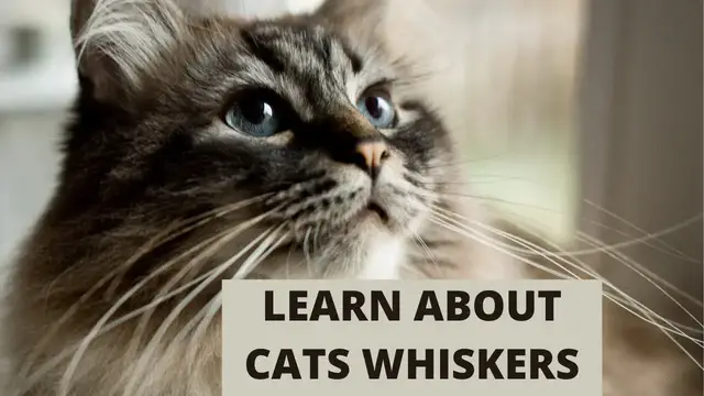 'Video thumbnail for Why Do Cats Have Whiskers? Lets Learn!'
