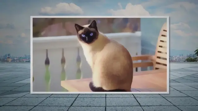 'Video thumbnail for How to Stop Your Cat from Peeing on Your Doormat'