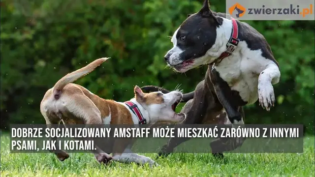 'Video thumbnail for Amstaff, czyli american staffordshire terrier – opis rasy'