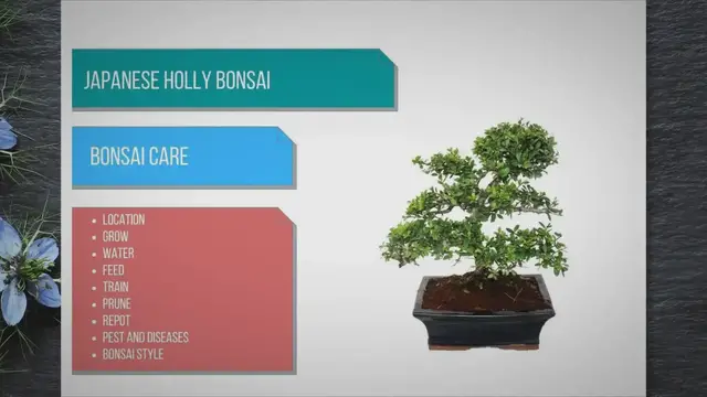 'Video thumbnail for Japanese Holly bonsai care'