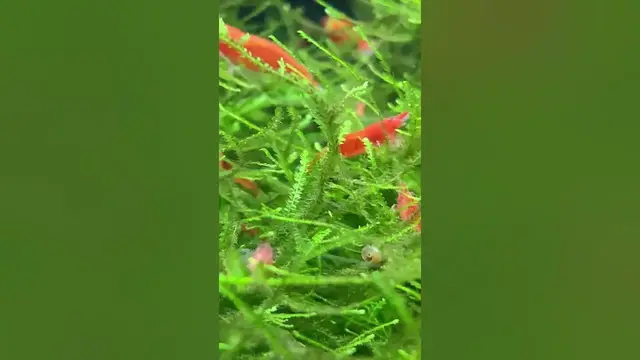 'Video thumbnail for Red Cherry Shrimp Living in Java Moss #redcherryshrimp #javamoss'