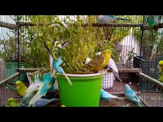 'Video thumbnail for おしゃべり大暴走!セキセイインコの爆笑トーク集😂【モモイロインコ】#話すインコ #mdr'