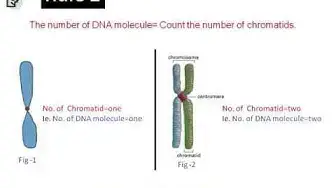 'Video thumbnail for How to count chromosomes and DNA molecules during mitosis?'