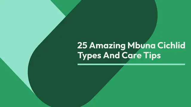'Video thumbnail for 25 Amazing Mbuna Cichlid Types And Care Tips'