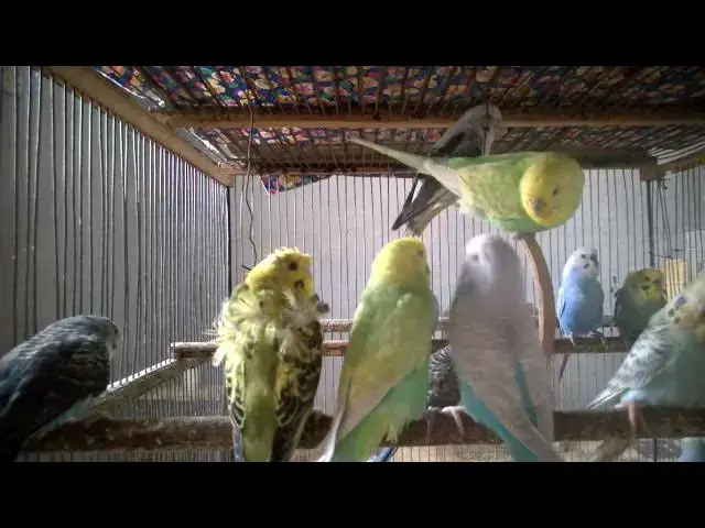 'Video thumbnail for Budgies Singing Together   Birdsong Symphony 🎼🐦 #BirdChoir #Harmonious'