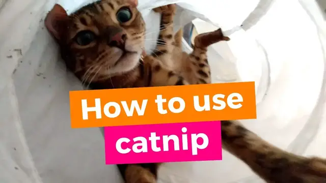 'Video thumbnail for How to use catnip - Bengal cats - #short'