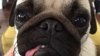 'Video thumbnail for When dose Your Pug Need a Nose Operation?'
