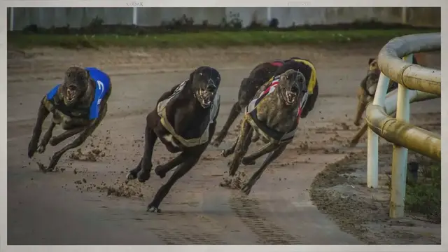 'Video thumbnail for The Top 10 Sports for Your Dog'