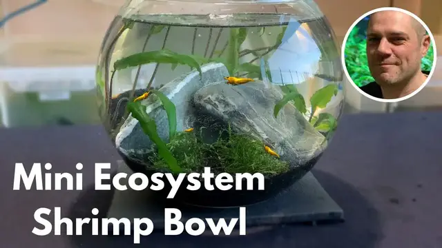 'Video thumbnail for Easy Mini Ecosystem Shrimp Bowl Set Up! ?'