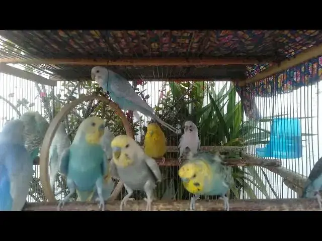 'Video thumbnail for 🦜 Parrot Gives Hilarious Life Advice! 😂'