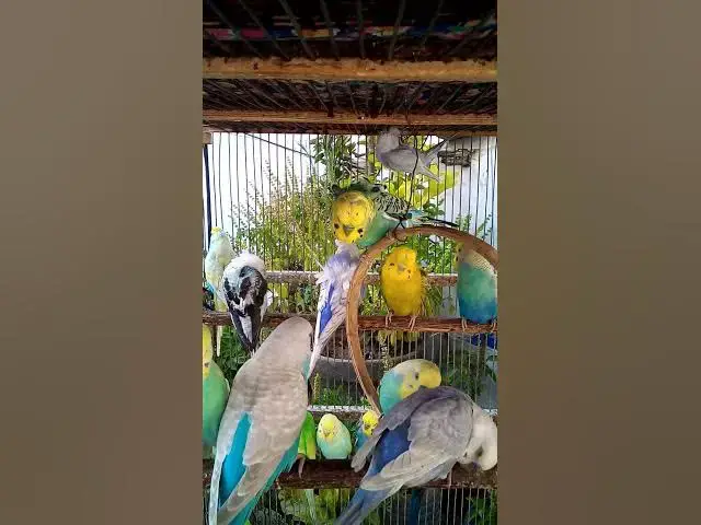 'Video thumbnail for This Amazon bird toy is SO COOL#birds#parrot #birdslover #budgis #lovebirds #budgiegar #cute #health'