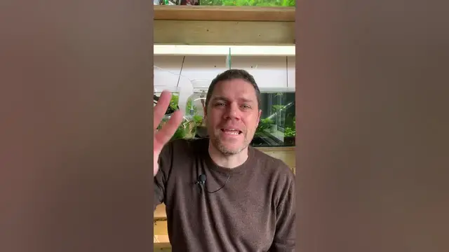 'Video thumbnail for 5 Tips BEFORE You Buy New Shrimp #shorts  #redcherryshrimp #cherryshrimp'