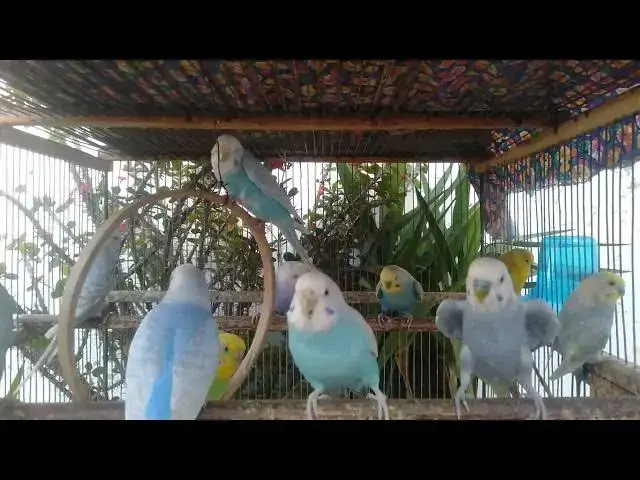 'Video thumbnail for 🦜 Emotional Parrot Reunion After 2 Years! 😭❤️'