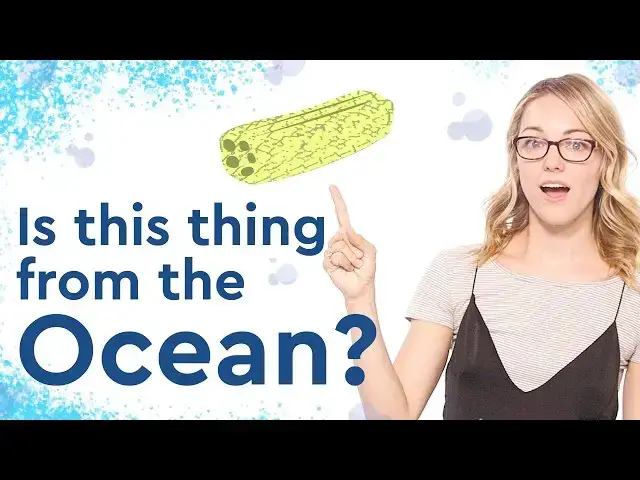 'Video thumbnail for Where do Loofahs Come From and How to Have a Happy Fish'