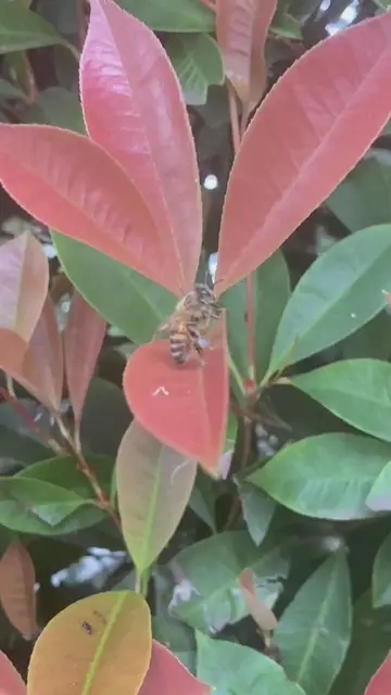 'Video thumbnail for Bee Breathing '