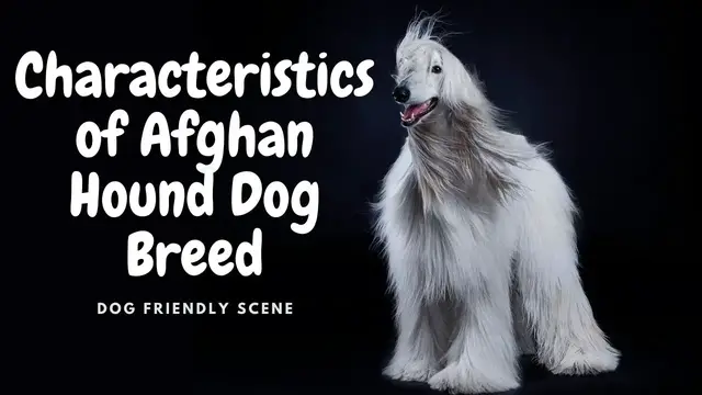 'Video thumbnail for Let's get to know The Afghan Hound Dog Breed (Characteristics)'