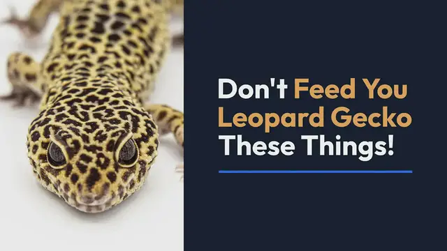 'Video thumbnail for DO NOT FEED your gecko these things!'