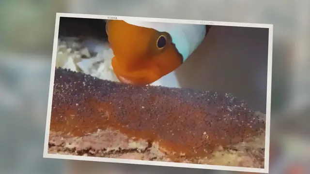 'Video thumbnail for Definitive Guide To Breeding Clownfish: How To, Hatching Eggs and More'