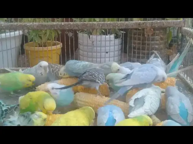 'Video thumbnail for 🦜 Top 10 Most Stunning Budgerigars Ever Bred!  Fancy Pet Birds Show'