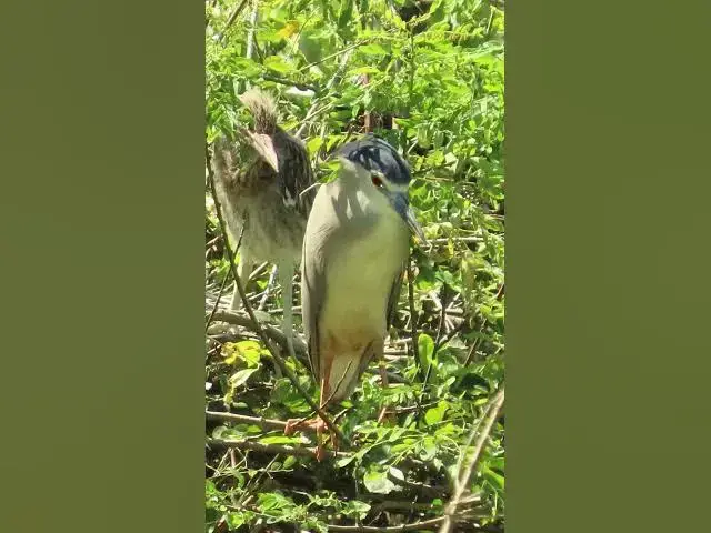 'Video thumbnail for all baby birds sound at fields 1 5'