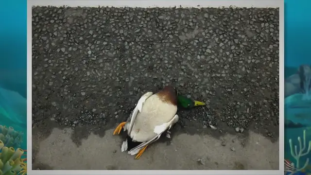 'Video thumbnail for When Can Ducklings Go In Water? (Truth Is Revealed!) 2023 » Petybird.com'