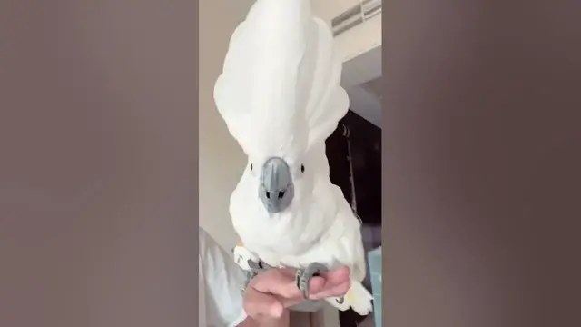 'Video thumbnail for Crazy cockatoo singing'