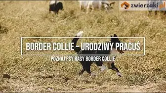 'Video thumbnail for Border collie – opis rasy. Dowiedz się więcej o tym wyjątkowym psie!'