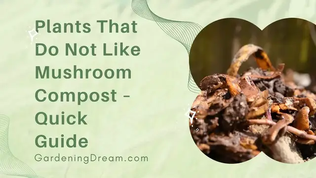 'Video thumbnail for Plants That Do Not Like Mushroom Compost – Quick Guide'