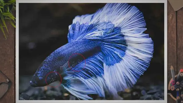 'Video thumbnail for White Spots on Betta Fish – Identifying the Ich Parasite'
