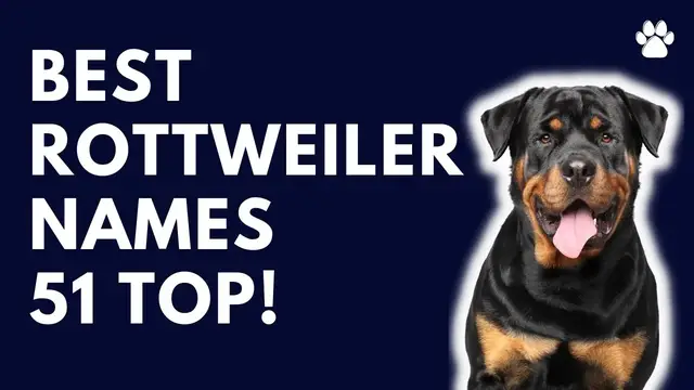 'Video thumbnail for Rottweiler Dog Names 51 BEST & CUTE & TOP Ideas'