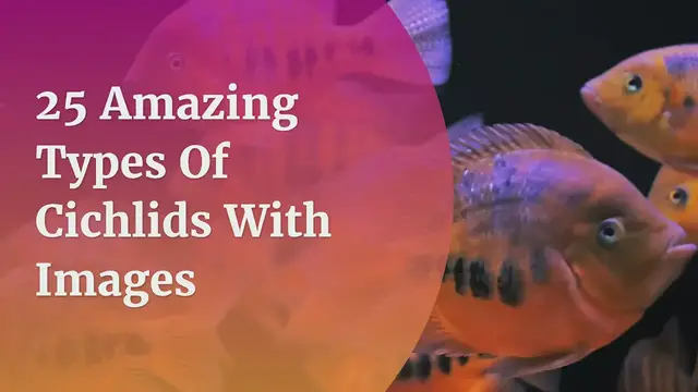 'Video thumbnail for 25 Amazing Types Of Cichlids With Images'