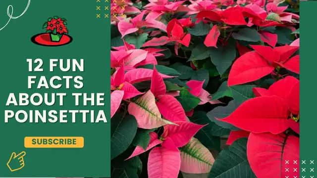 'Video thumbnail for 12 Fun Facts About the Poinsettia'