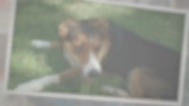 'Video thumbnail for Can I Use Sudocrem On My Dog? (Best Practises)'