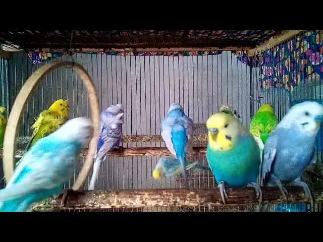 'Video thumbnail for セキセイインコの楽しそうな鳴き声!笑っちゃう可愛さ💕 😂✨'