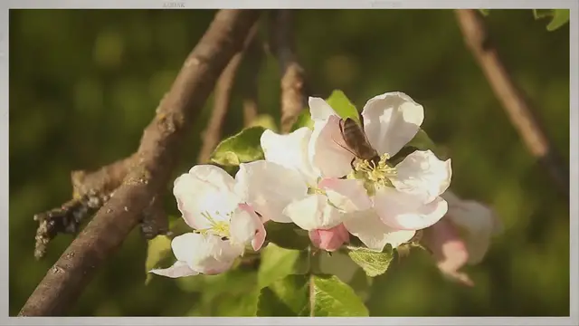 'Video thumbnail for Exploring the Akane Apple: A Review, Cooking Guide, and Personal Experience'