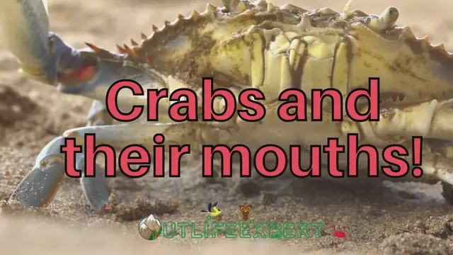 'Video thumbnail for Crabs and their mouths!'