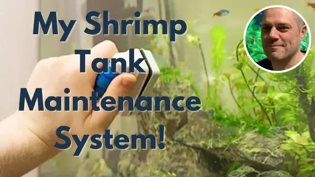 'Video thumbnail for Shrimp Tank Maintenance (Clean up and Water Change)'