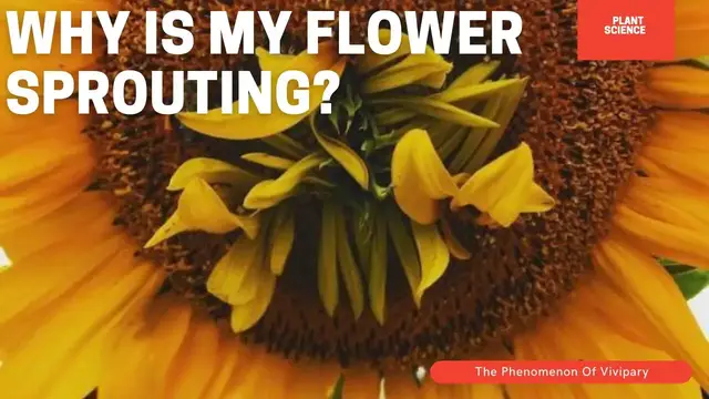 'Video thumbnail for Why Do Tomatoes & Flowers Sprout New Plants? The Science Of Vivipary // Gardening In Canada'