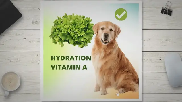 'Video thumbnail for Can Dogs Enjoy the Benefits of Eating Lettuce?'