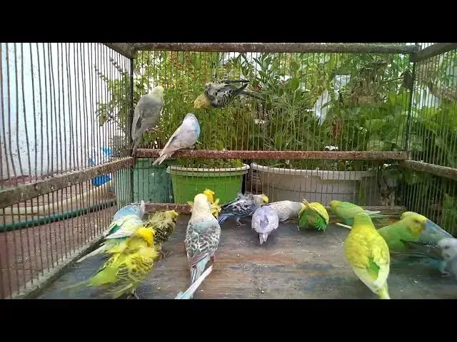 'Video thumbnail for 🤣 インコの怒りが止まらない!🦜 まさかの最終形態が…#インコ動画 #笑撃 #ペット'
