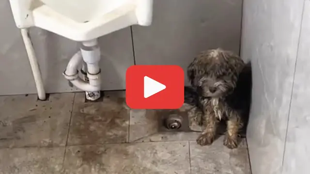 'Video thumbnail for Soaked and Alone, He Chose a Filthy Corner Over the Storm'