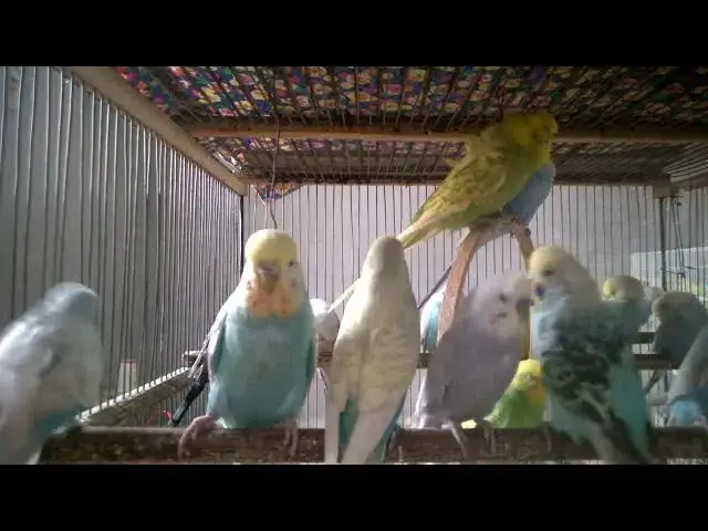 'Video thumbnail for Crazy in Love & Color 🥰🌈  Budgies Singing and Being Cute'