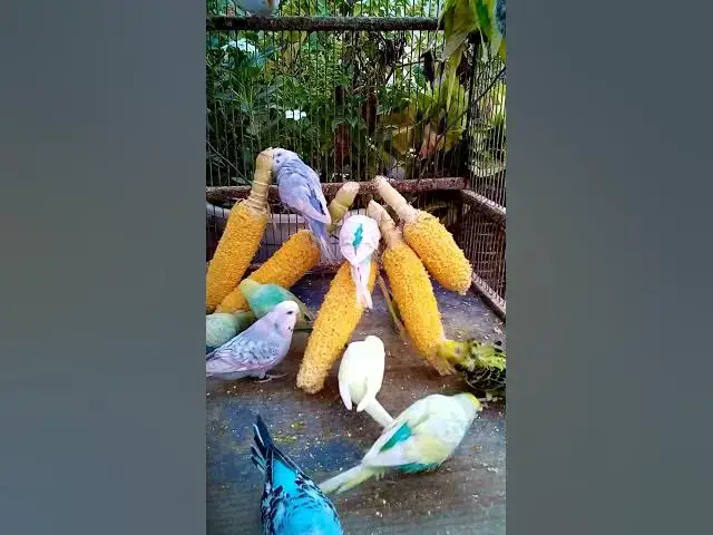 'Video thumbnail for This Amazon bird toy is SO COOL#birds#parrot #birdslover #budgis #lovebirds #budgiegar #cute #health'
