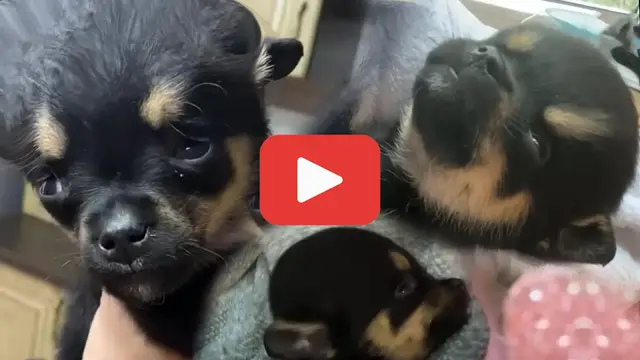 'Video thumbnail for Crying in Pain but Unyielding, Tiny Puppy Found in Trash Defies the Odds'