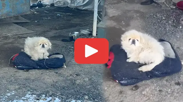 'Video thumbnail for Chained in Misery—The Warehouse Dog Who Only Wanted a Meal'