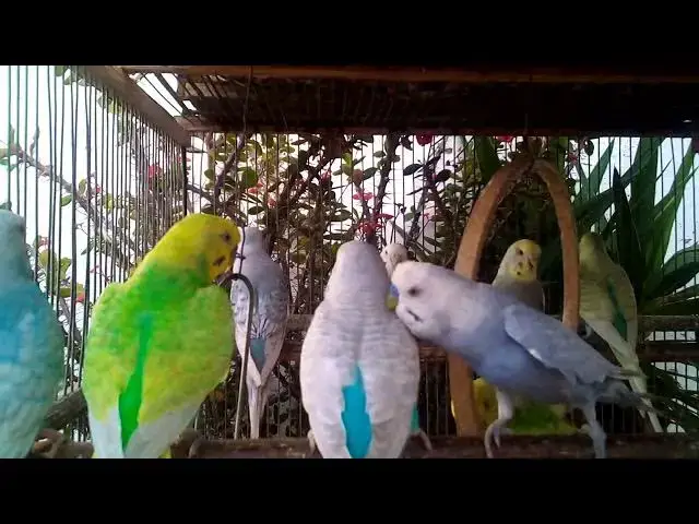 'Video thumbnail for 🦜 You Won’t Believe What This Parrot Just Said! 😱'