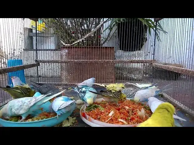 'Video thumbnail for Adorable Budgie Shenanigans The Funniest Moments! 🤣💖'
