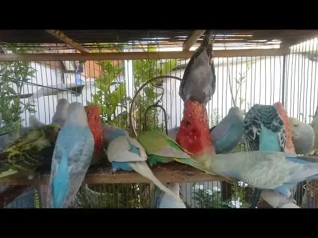 'Video thumbnail for Common Health Issues in Budgerigars and How to Prevent Them'