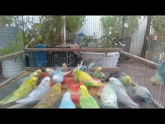 'Video thumbnail for The Colorful World of Budgerigars Amazing Varieties and Patterns'